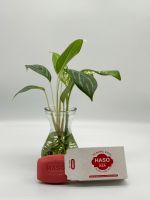 XÀ PHÒNG BÁNH HASO KEA HƯƠNG NƯỚC HOA 90G